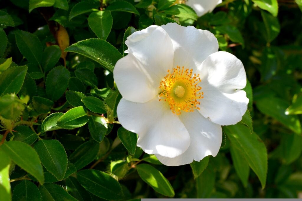 Cherokee Rose