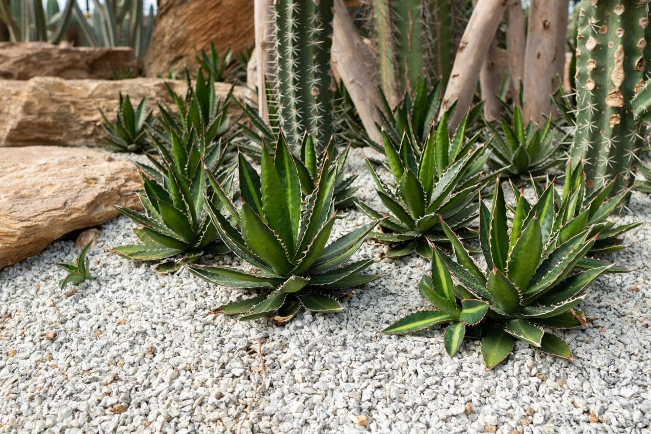 Chihuahuan Pineapple Cactus