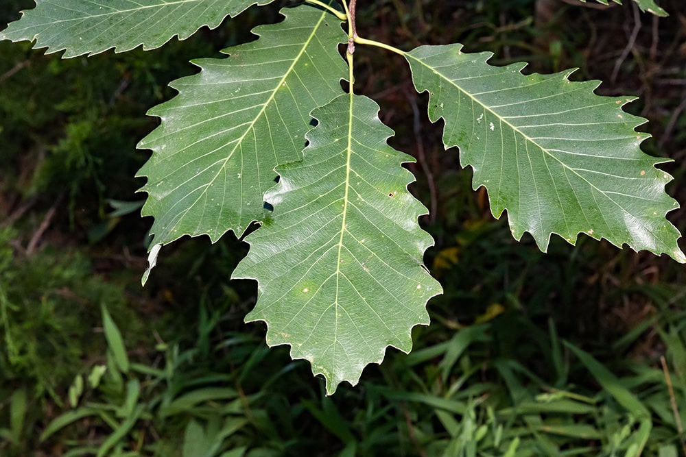 Chinkapin Oak_John P Anderson_Shutterstock
