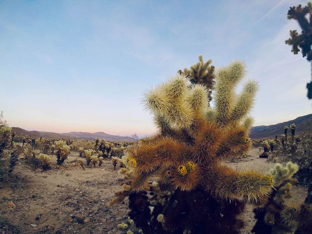 chain-cholla-plant-care-growing-chain-cholla-cacti-in-the-garden