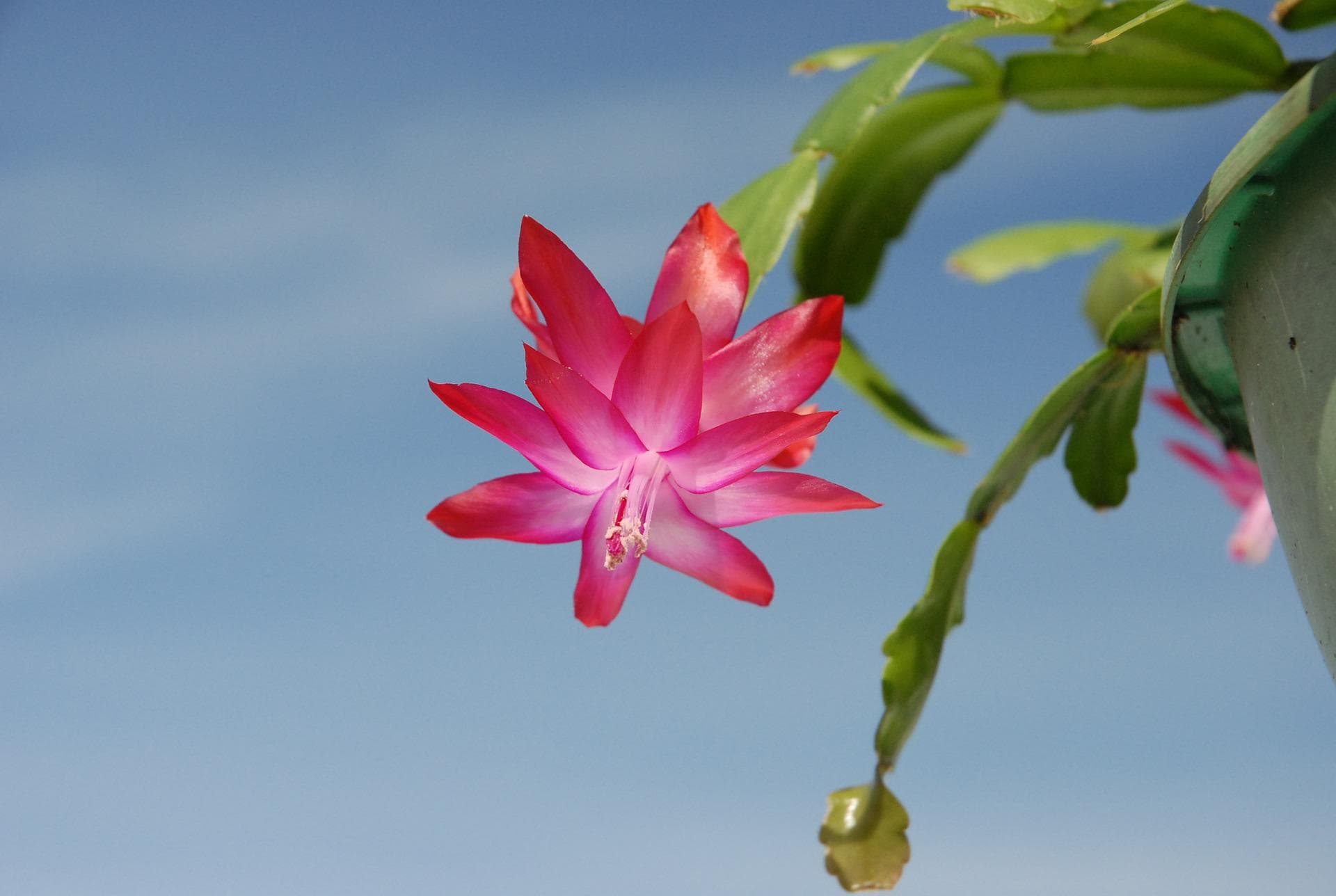 How Often Should You Water a Christmas Cactus? Facts & FAQ House Grail