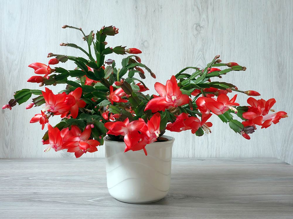Christmas cactus in the planter in full bloom