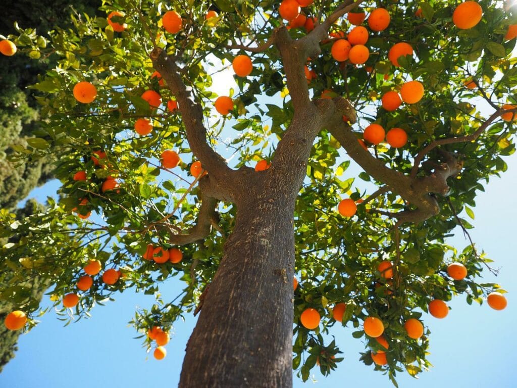 Citrus Tree