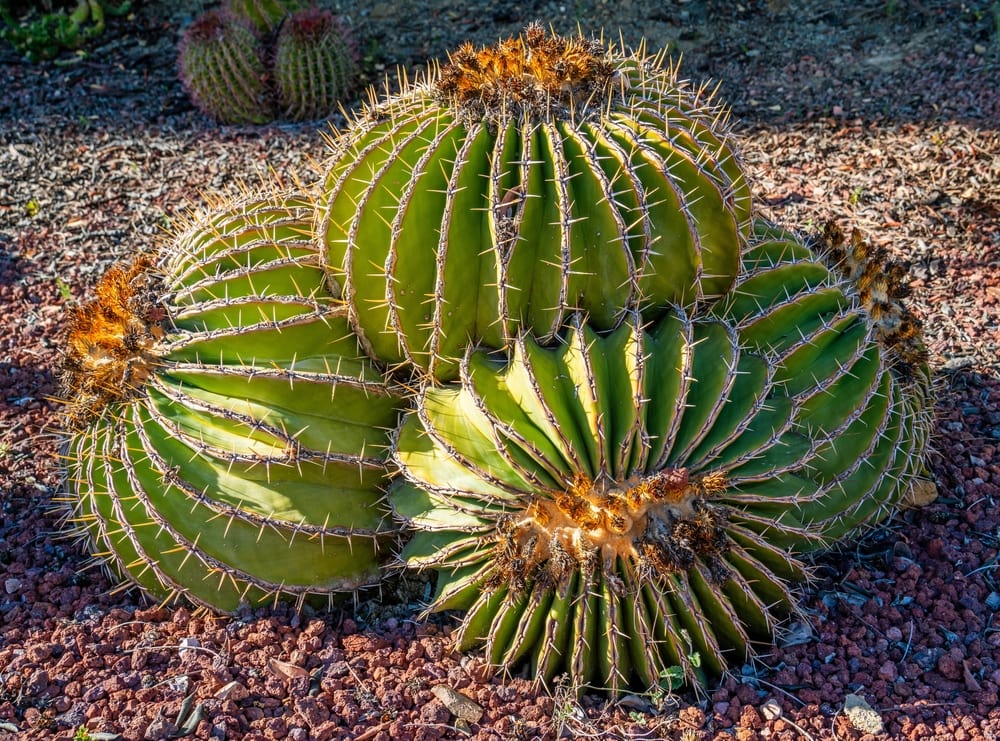 Clump Barrel Cactus