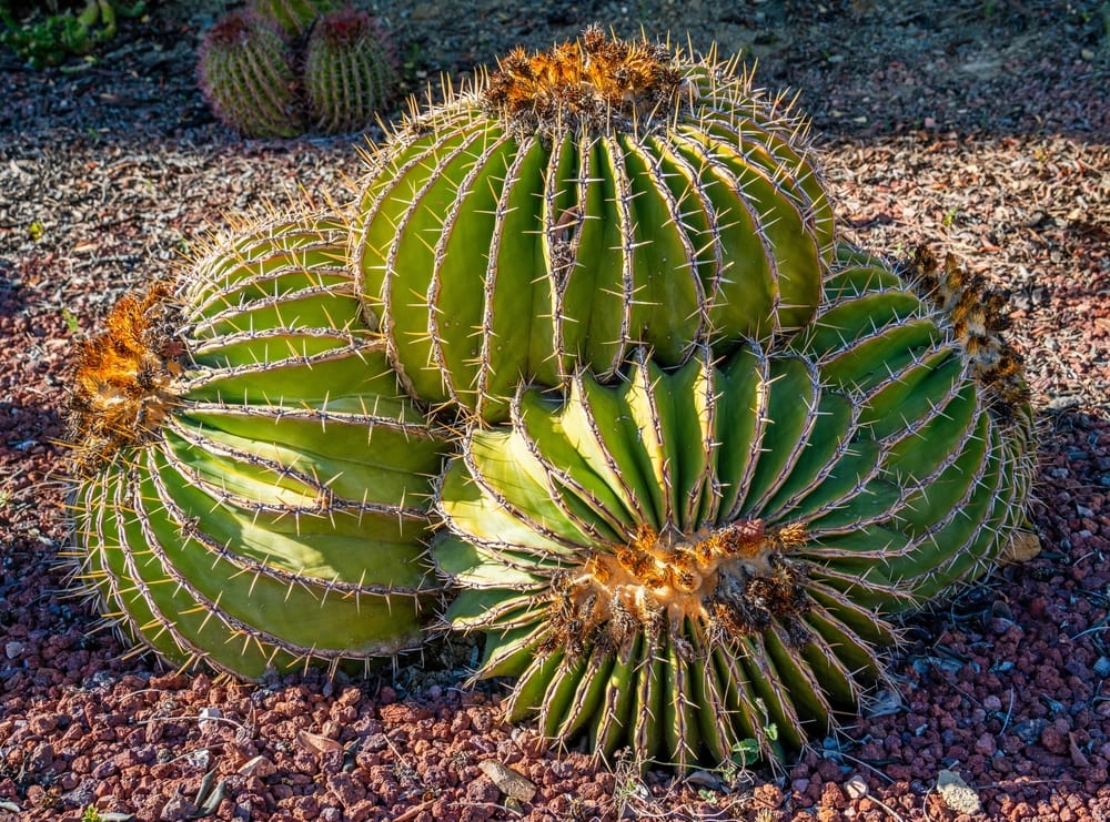 17 Impressive Types of Cacti in Mexico (With Pictures) | House Grail