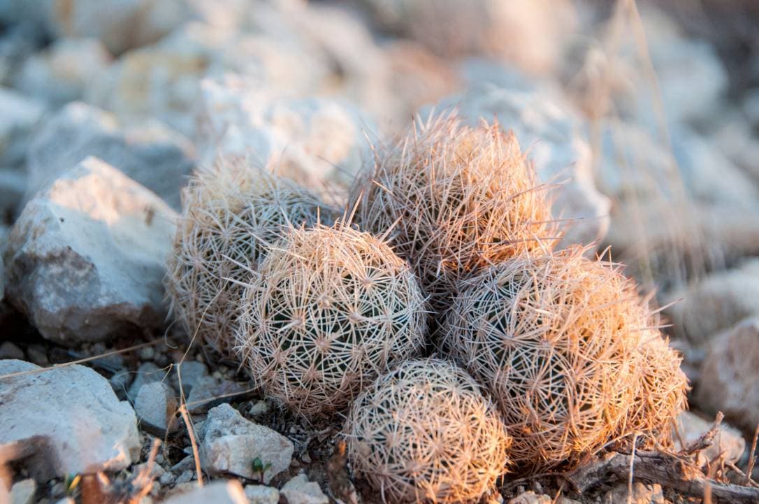 Cob Beehive Cactus