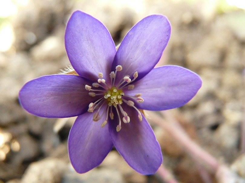 arkansas-state-flower-apple-blossom-snapblooms-blogs