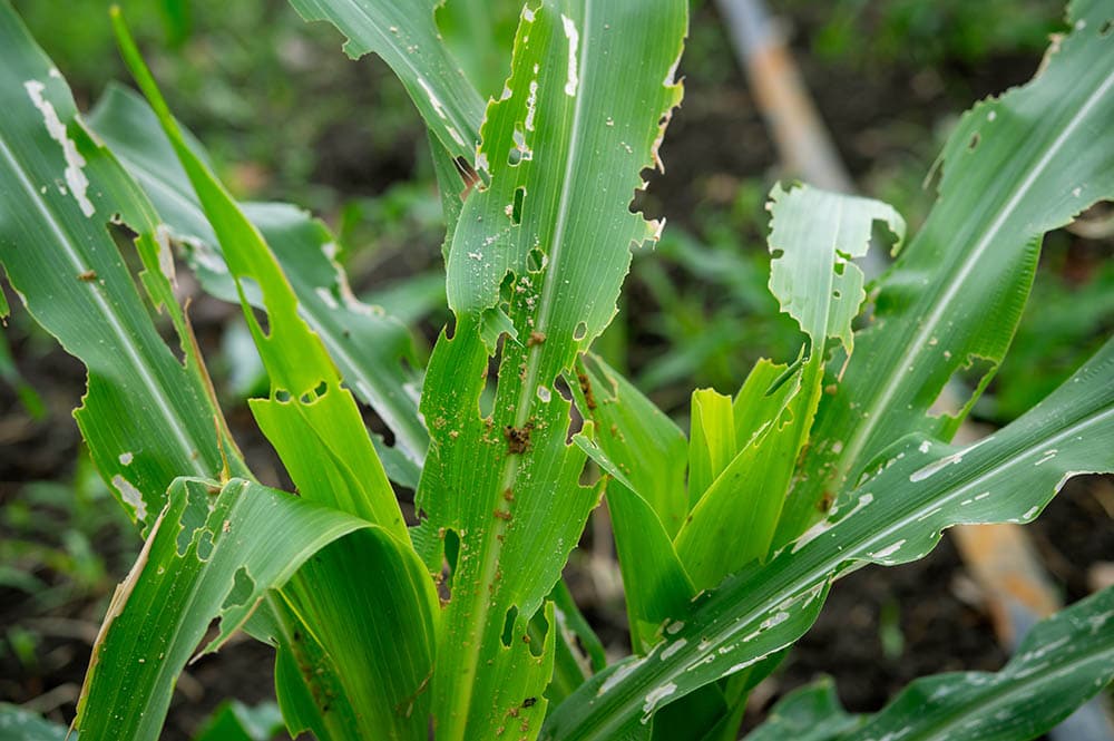 Why Corn Plant Leaves Turn Yellow 5 Reasons & Fixes House Grail