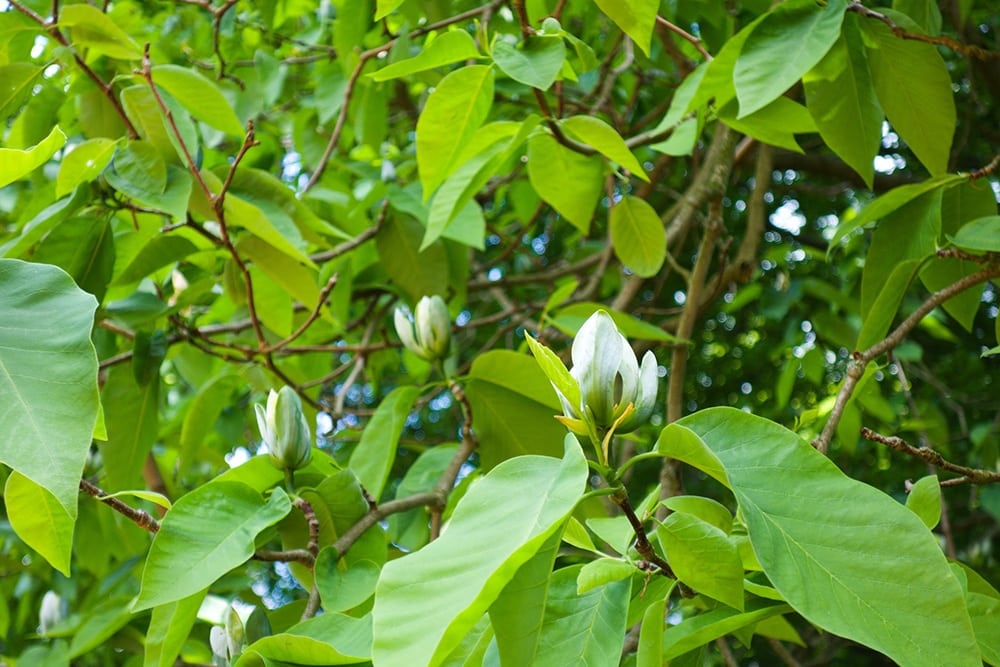 Cucumber Tree_3Dillustrations_Shutterstock