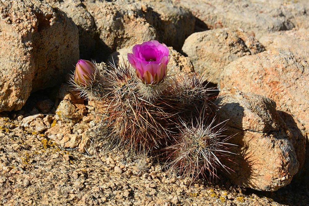 Cushion Foxtail Cactus_Nina B_Shutterstock