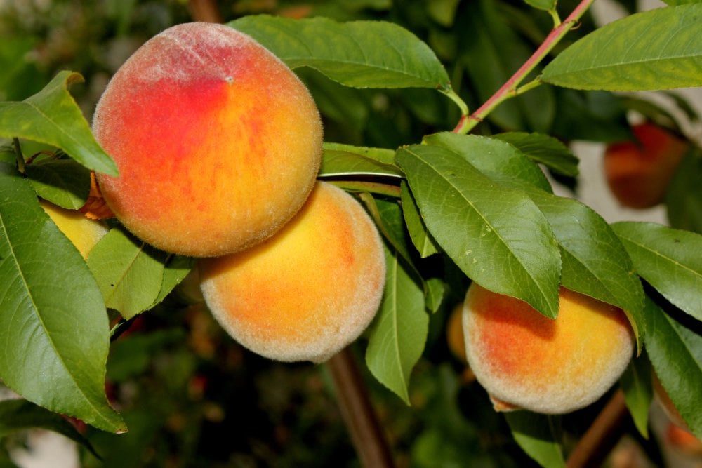 Elberta Yellow Peach
