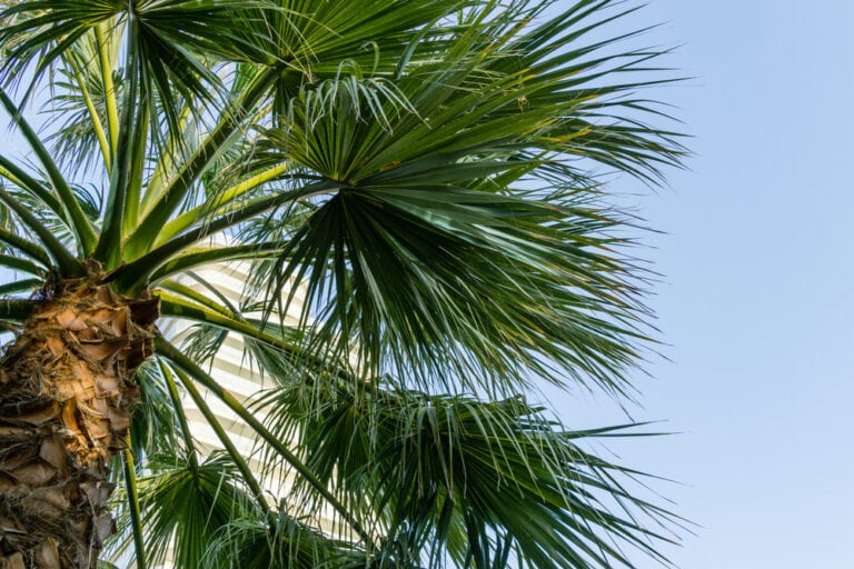 11 Types of Palm Trees In California (With Pictures) | House Grail