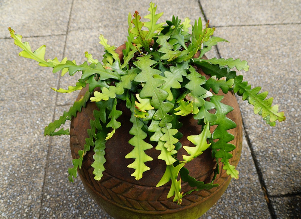 Fishbone Cactus_Khairil Azhar Junos_Shutterstock