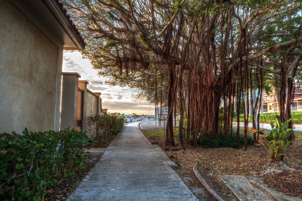 Florida Strangler Fig