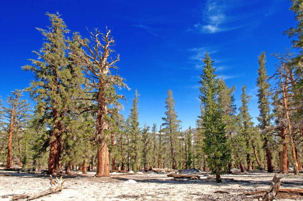 Pines Of California