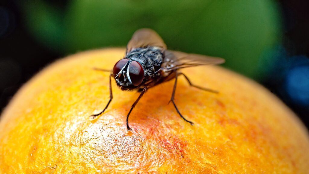 How to Get Rid of Fruit Flies on Plants 11 Tips & Tricks House Grail