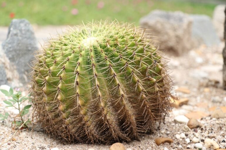 Why Is My Cactus Turning Brown? 6 Possible Reasons | House Grail