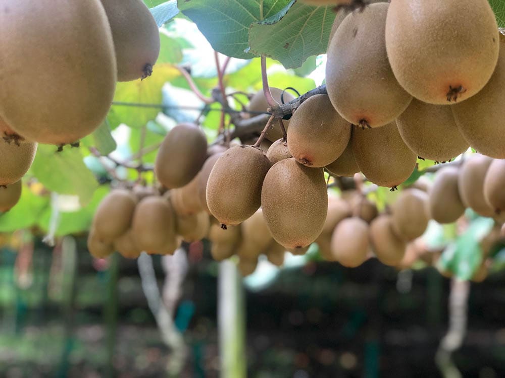 10 Types Of Kiwi Fruit With Pictures House Grail