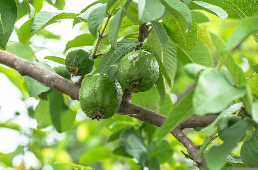 Guava Tree