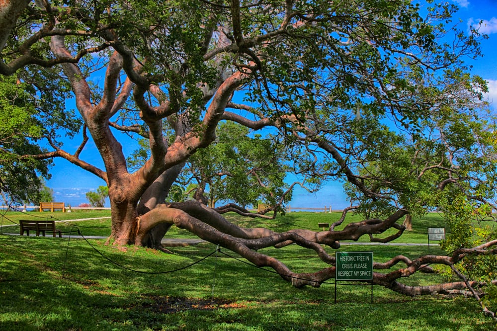 Gumbo-Limbo Tree