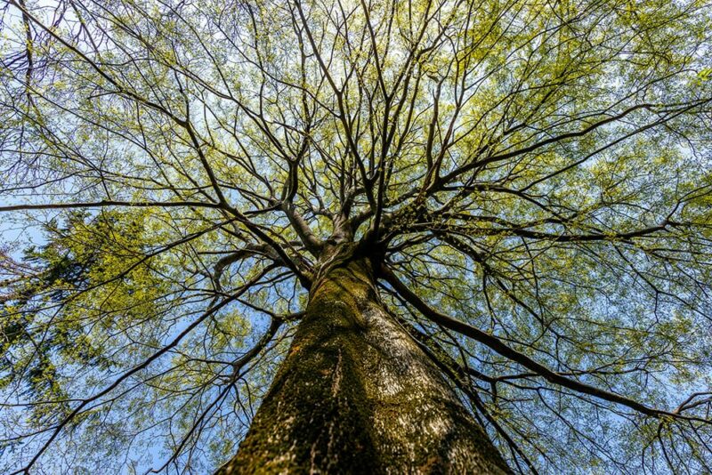Hackberry Tree