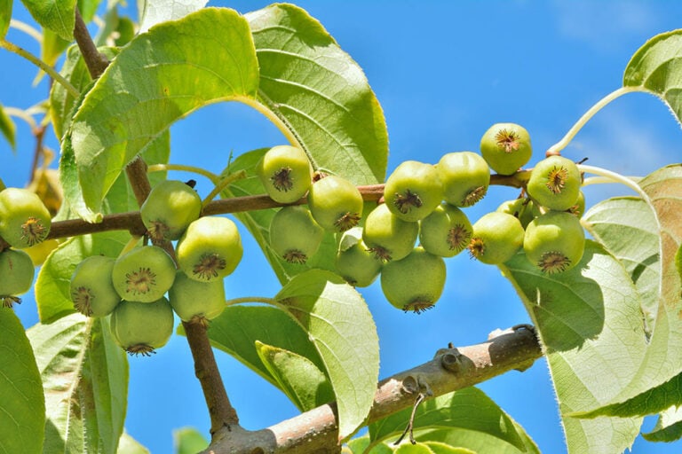 10 Types of Kiwi Fruit (With Pictures) House Grail