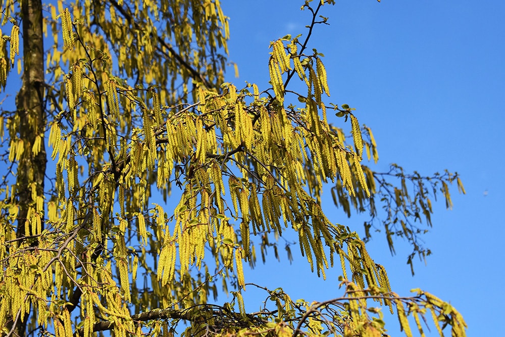 23 Types of Trees in New Jersey (With Pictures) | House Grail