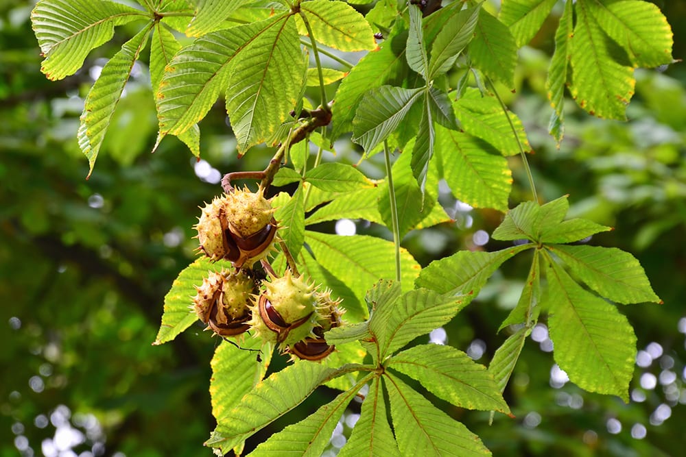Horse Chestnut_Whiteaster_Shutterstock