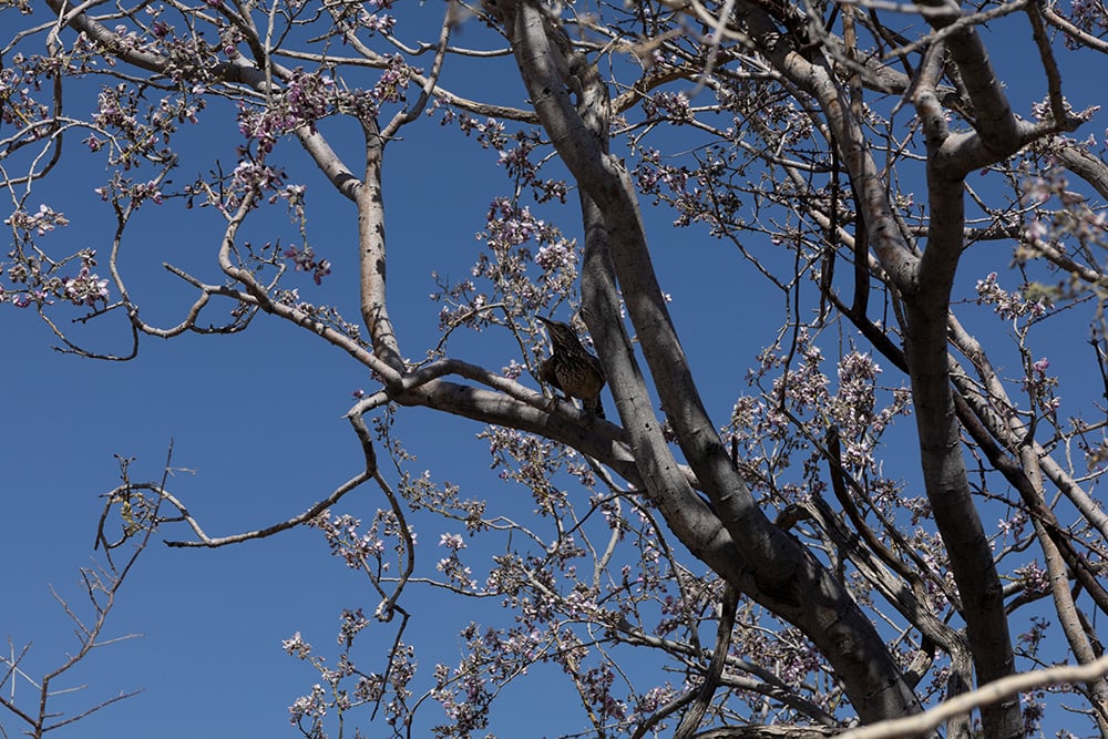 Ironwood Tree_Matthew Hartshorn_Shutterstock