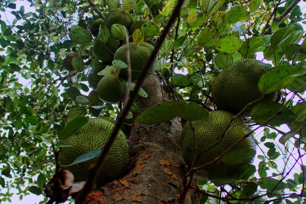 Jackfruit Tree