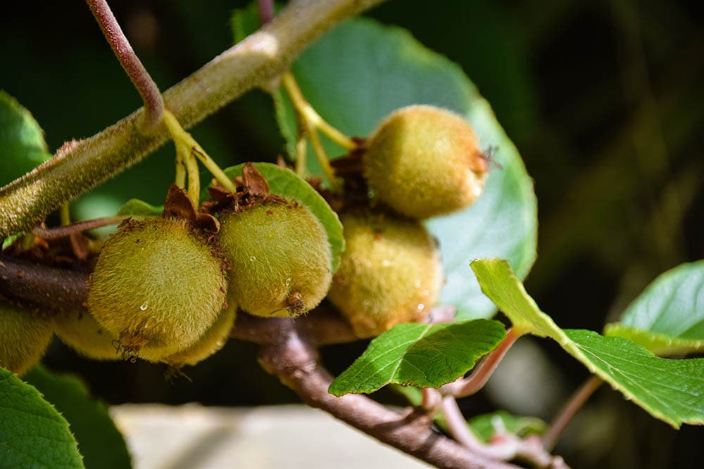 Jenny Kiwi Tree_Andi111_Shutterstock