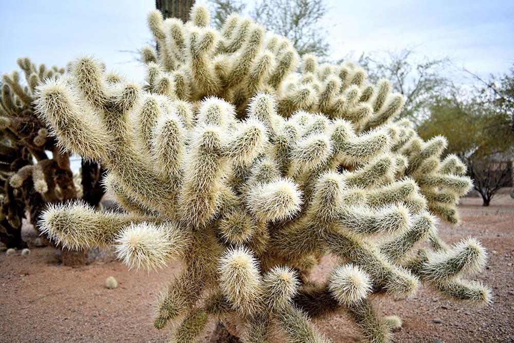 5-types-of-cholla-cactus-with-pictures-house-grail