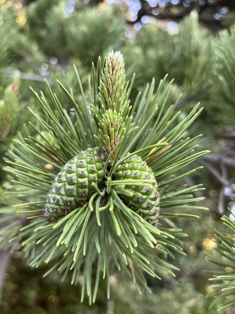 Knobcone Pine