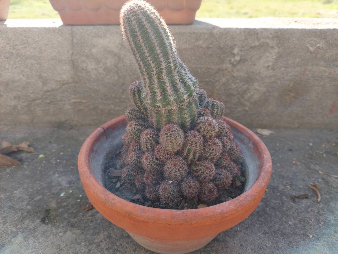 Lace Hedgehog Cactus