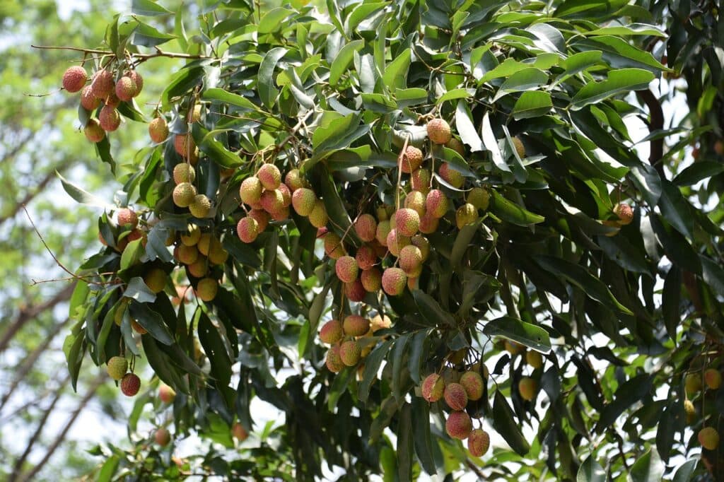 Lychee Tree