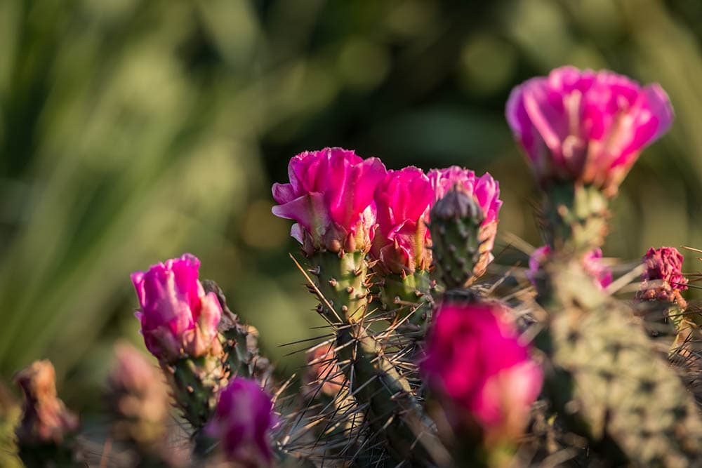 Mojave-Prickly-Pear_vitaprague_Shutterstock