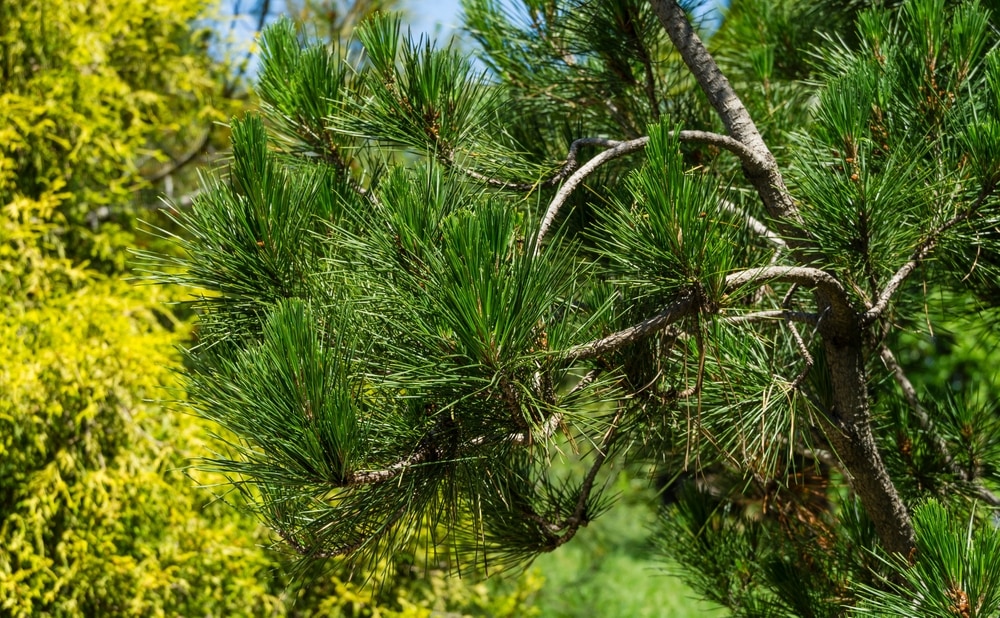Monterey Pine