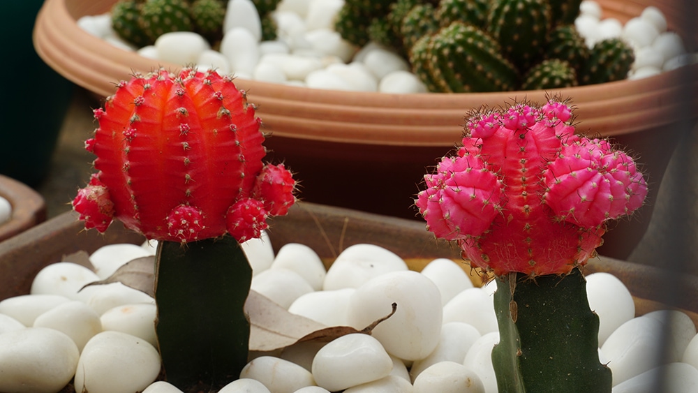 Moon Cactus_rakesh kp_Shutterstock