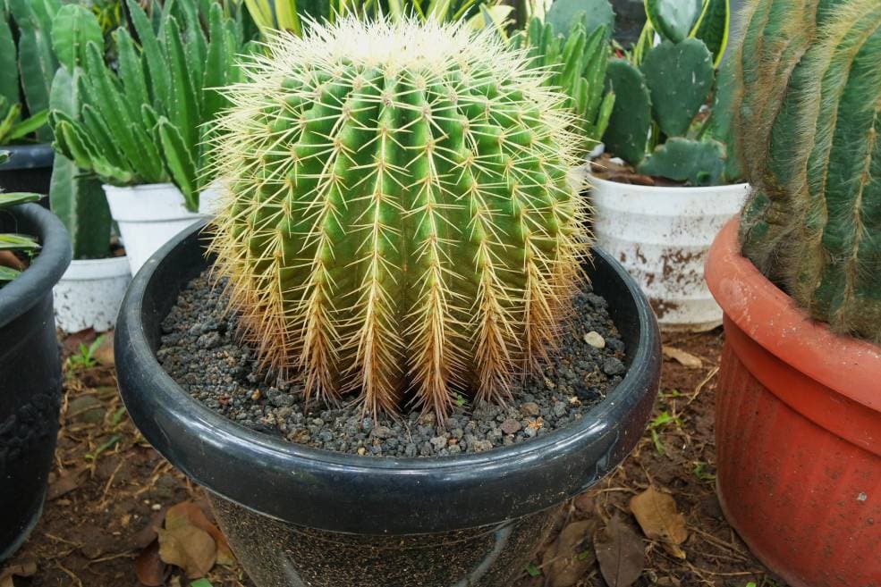 Mountain Ball Cactus
