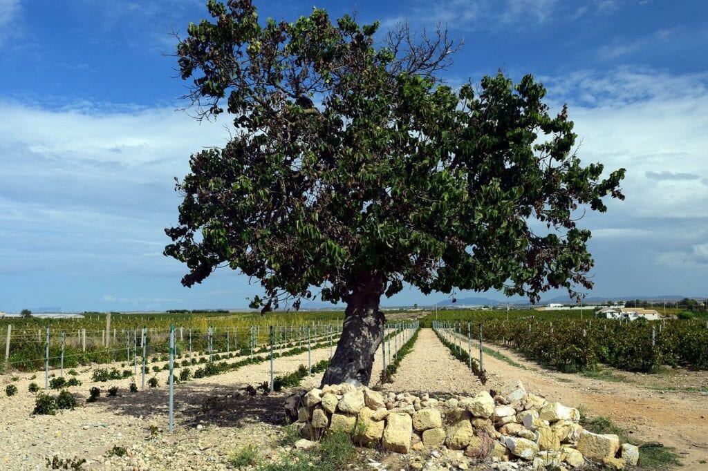 Mulberries Tree