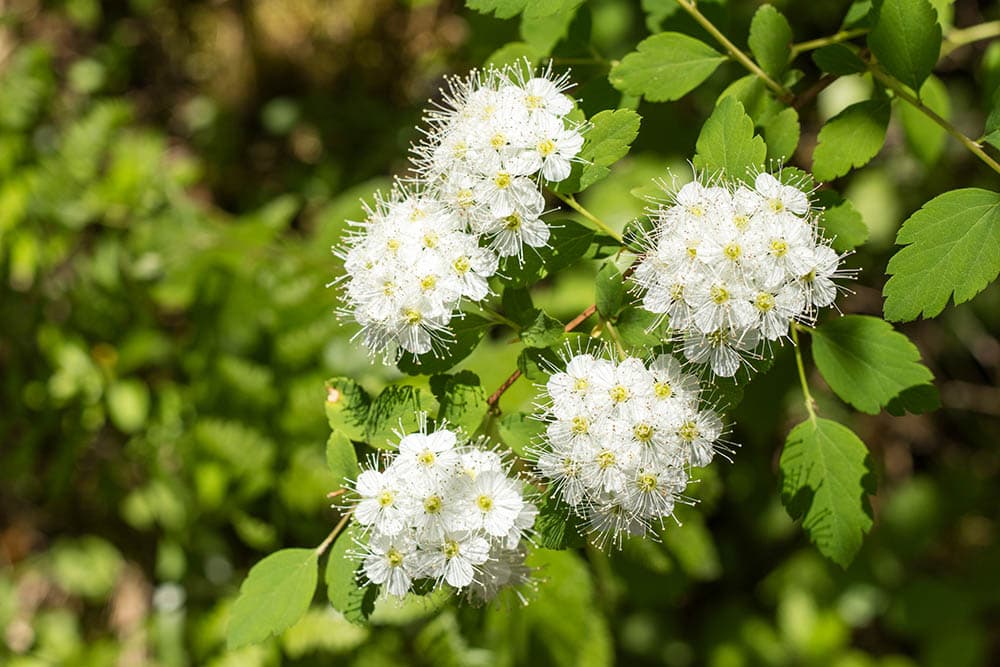 Nannyberry_Art_rich_Shutterstock