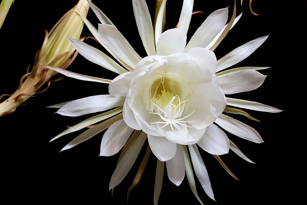 Night-blooming-Cereus_Satoshi-Mizushima_Shutterstock