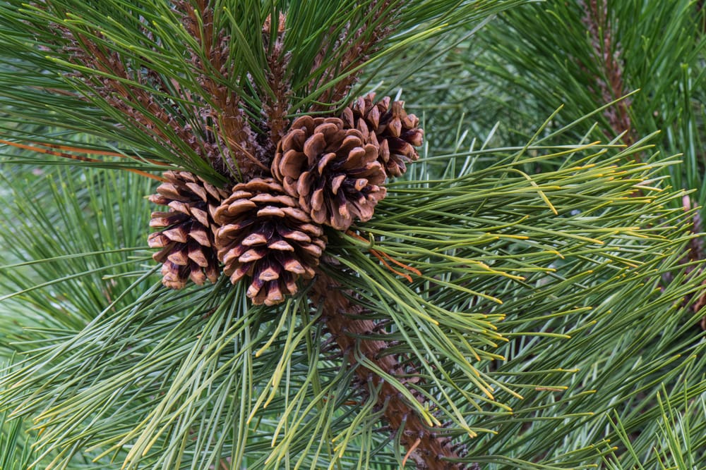Nut Pine