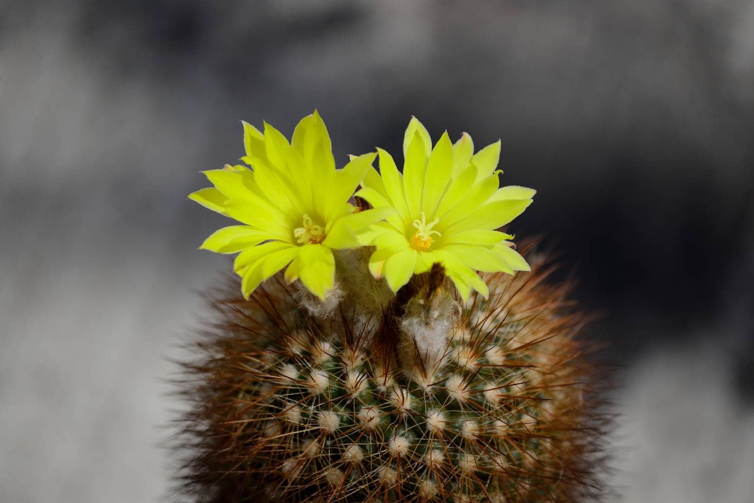 Nylon Hedgehog Cactus