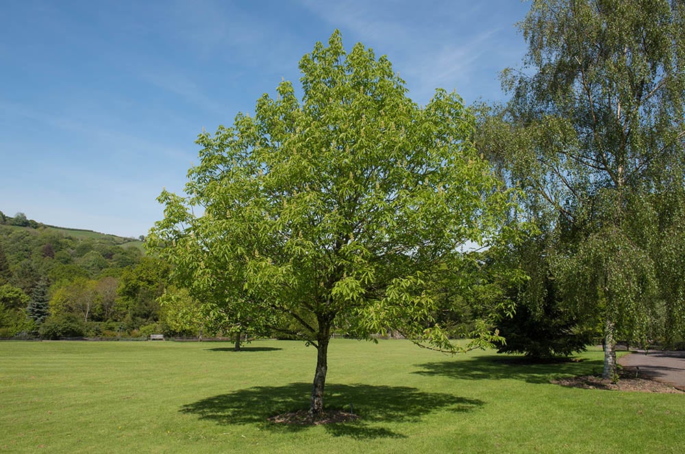 What Was the State Tree of Ohio History Mascot amp Symbolism House Grail