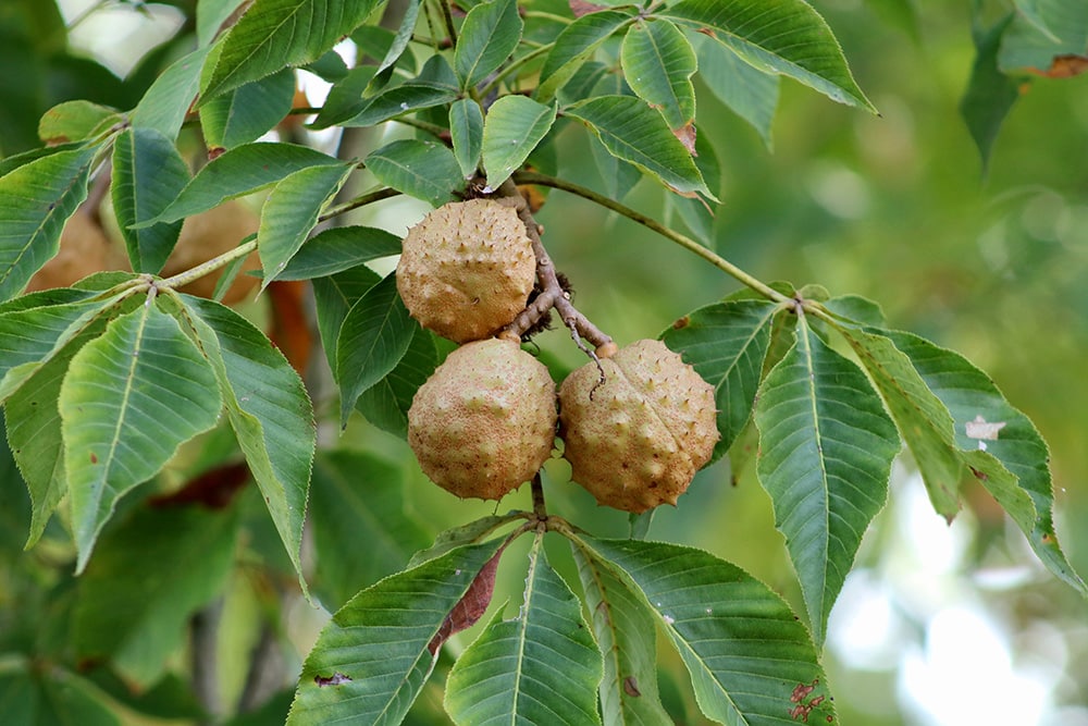 Ohio Buckeye_Denise Ann_Shutterstock
