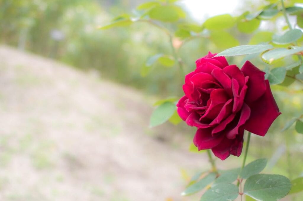 Oklahoma Rose