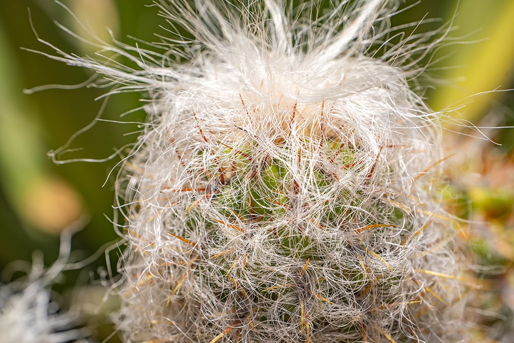 Old man of the andes cactus_Iv-olga_Shutterstock