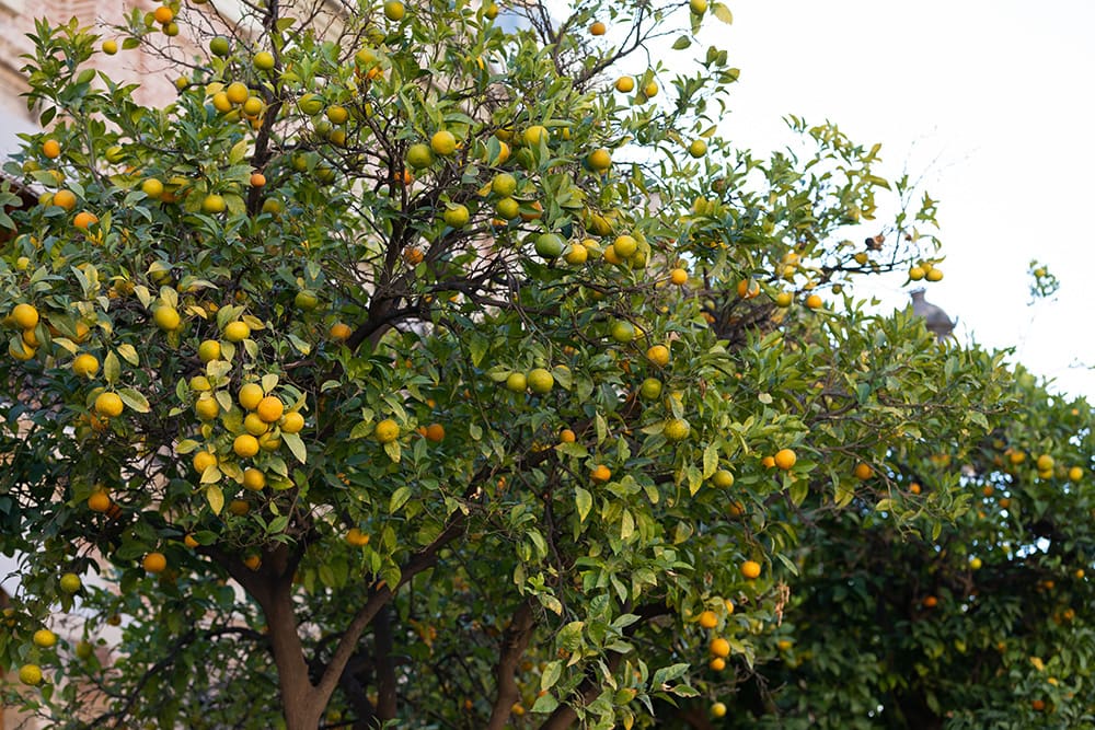 Osange Orange Tree_Ocskay Mark_Shutterstock