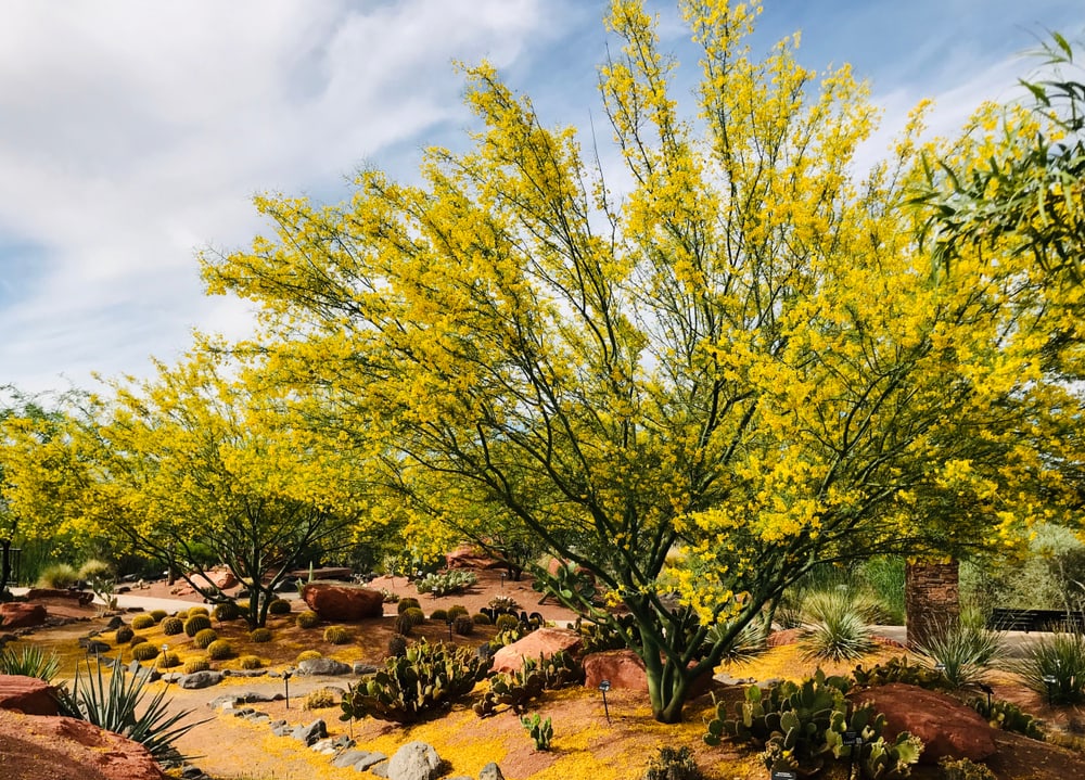 Palo Verde Tree